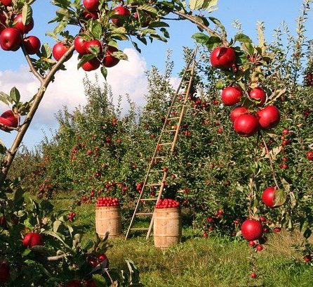 cropped-apples-1873078_640.jpg